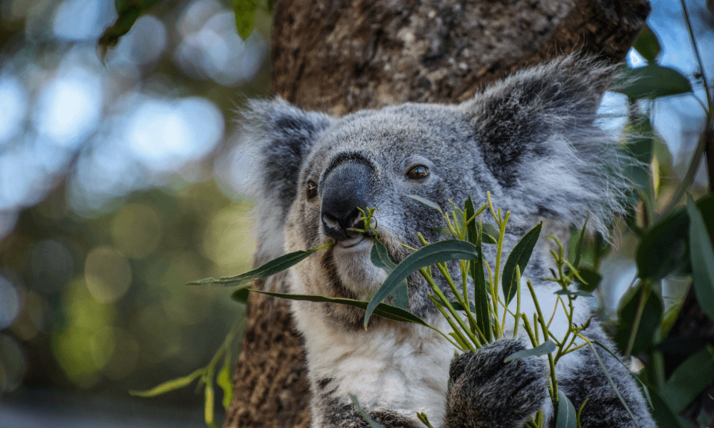 saving our endangered species australia